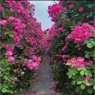 Telegram profile photo for 💗كانال متن هاي زيبا 💗