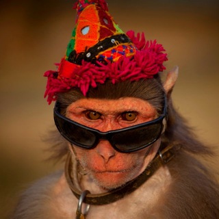 Telegram profile photo for AVAX MoonShots Bot 🐒