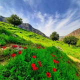 Telegram profile photo for سفر با سینا🏕