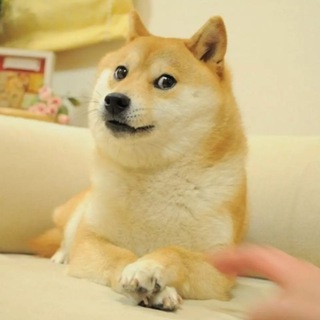 Telegram profile photo for 柴の收藏夹