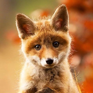 Telegram profile photo for КРАСИВЫЙ ЖИВОТНЫЙ МИР