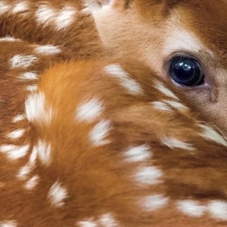 Telegram profile photo for bio.