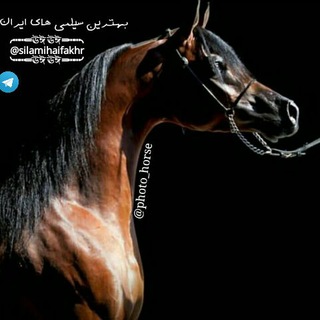 Telegram profile photo for بهترین سیلمی های ایران