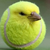 Telegram profile photo for awaken eepies (сліпі іпіс фотки реальне життя резерв)