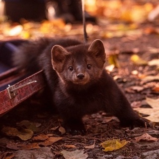 Telegram profile photo for Соболь Тимка