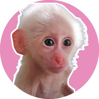 Telegram profile photo for Baby Moon