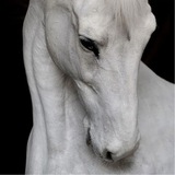 Telegram profile photo for proof @emudt