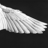 Telegram profile photo for Sect of the Good