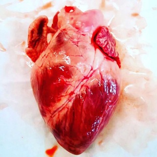 Telegram profile photo for cardiology