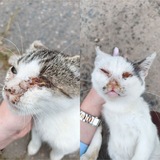 Telegram profile photo for Пупсень, Вупся и Ясмин. Финотчет и история спасения