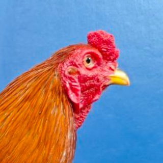 Telegram group profile photo for បក្សីកីឡាមាន់ជល់🐓🦅