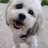 Telegram profile photo for $TEDDY Portal