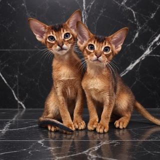 Telegram profile photo for Абиссинские котята. Питомник Abys Kuba