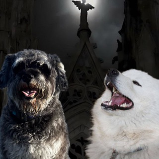 Telegram group profile photo for Вз чат бородача