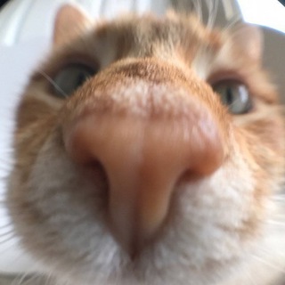 Telegram profile photo for КОТЫ СКОТЫ