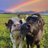 Telegram profile photo for Реклама MS