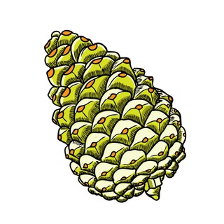 Telegram profile photo for Ссылка на Шишкин лес