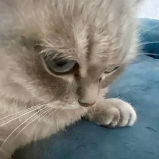 Telegram profile photo for логинорчек
