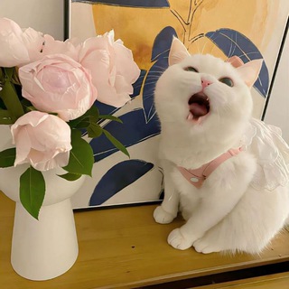 Telegram profile photo for 安安的秘密花园