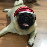 Telegram profile photo for Pug/Pugs/Мопс/Мопсы