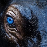 Telegram profile photo for BlueEyedDeng Portal