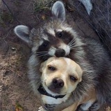 Telegram profile photo for ХУНТА КИЕВ