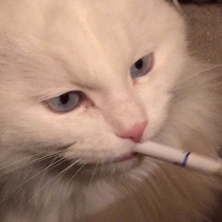 Telegram profile photo for ♔КОТЯЧА ДУША♔