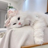 Telegram profile photo for Perzsian. ꫂ ၴႅၴ