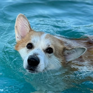 Telegram profile photo for Коржик Рони