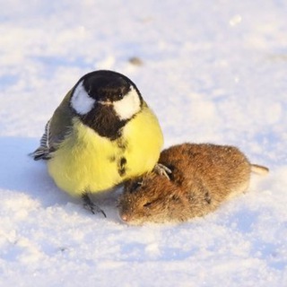 Telegram profile photo for Чэннелка