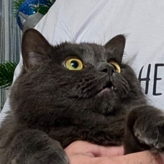 Telegram group profile photo for ООО«КЛК»