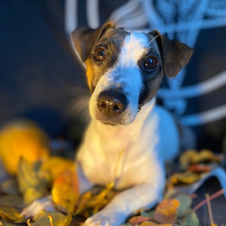 Telegram profile photo for джесско франческо