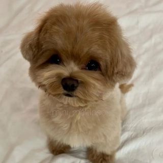 Telegram profile photo for МАЛЬТИПУ СОБАКИ MAlTIPOO МОСКВА БОЛЬШОЙ ВЫБОР