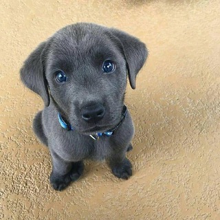 Telegram profile photo for $BLUE CTO PORTAL