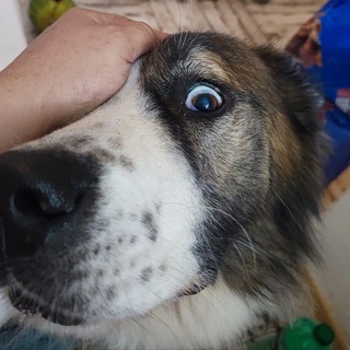 Telegram profile photo for Dogs Ambulance "Ar Idardo"