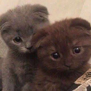 Telegram profile photo for Квшники любят . .