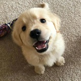 Telegram profile photo for Щенки 🐶 Собаки 🐶 Песики