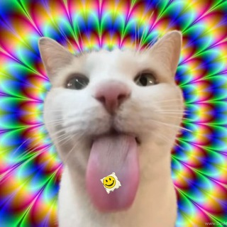 Telegram group profile photo for LSD Cat