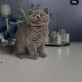 Telegram profile photo for THE BUTTLER