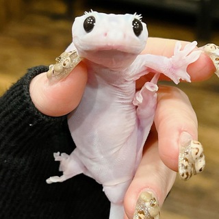 Telegram profile photo for чешуя и лапки 🦎