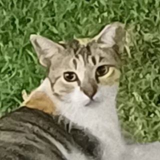 Telegram profile photo for pyktor