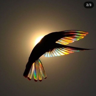 Telegram profile photo for سپیده دم