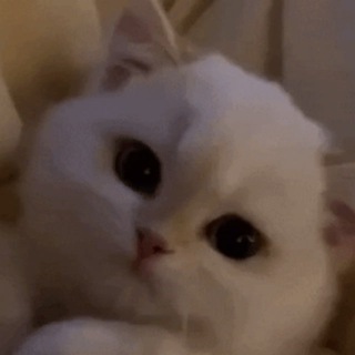 Telegram profile photo for Kosigen-Cheats Project