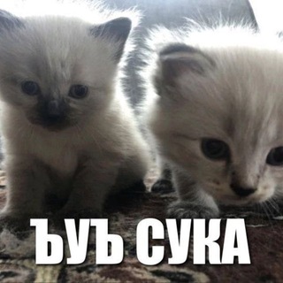 Telegram profile photo for Пепеходник Девесто.