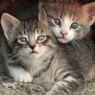 Telegram profile photo for واگذاری و حمایت گربه ها_حیوانات