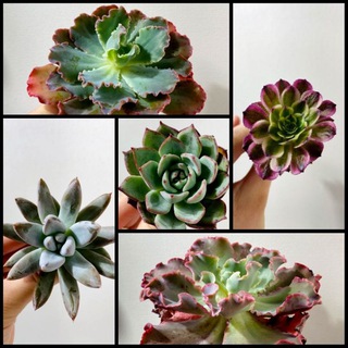 Telegram profile photo for Succulents Dreams TON NFT