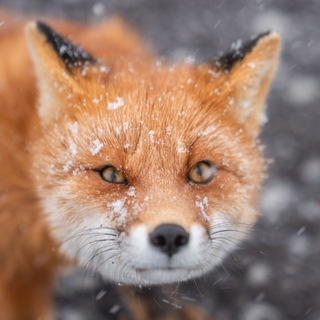 Telegram profile photo for Коnstantin Dem Vision