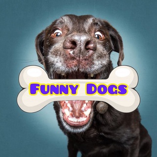 Telegram profile photo for 🐶Dog’s of New York