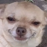 Telegram profile photo for Шивалитика