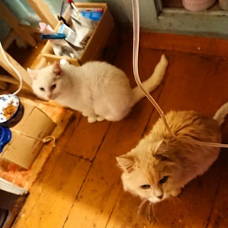 Telegram profile photo for КОТОГРАММ КОТРИАРХАТА